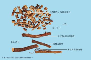 北豆根（Beidougen）中药材鉴别照片
