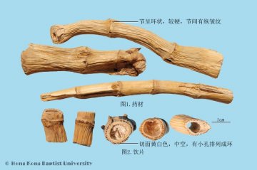 芦根（Lugen）中药材鉴别照片