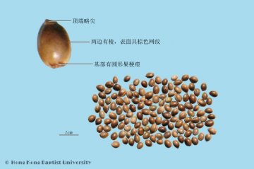 火麻仁（Huomaren）中药材鉴别照片