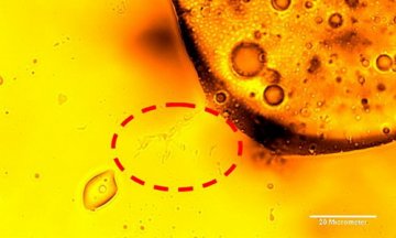 《科学》：微生物新物种正吞食墨西哥湾漏油