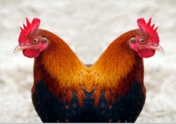 美公司欲用胚胎干细胞取代母鸡批量生产克隆鸡