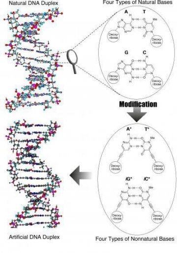 世界首批“人造DNA”制成 可驱动未来电脑