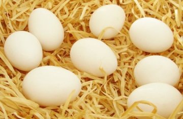 新婚多补鸡蛋 可提高精子质量