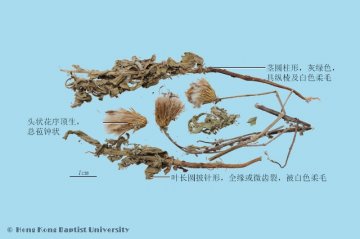 小蓟（Xiaoji）中药材鉴别照片