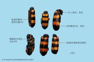 斑蝥（Banmao）中药材鉴别照片