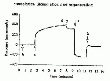 用生物传感器测定重组人α2a-干扰素单克隆抗体的亲和力及抗原识别表位