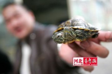 巴西龟长有双头身价涨至一万元