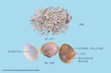 蛤壳（Geqiao）中药材鉴别照片