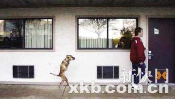 美国残疾小狗用两条腿走路