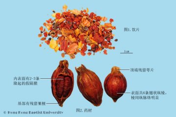 栀子（Zhizi）中药材鉴别照片