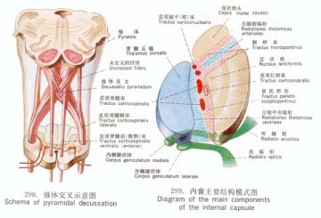 锥体交叉示意图/内囊主要结构模式图