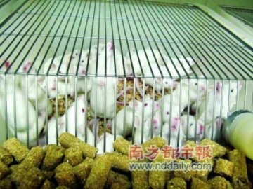 实验动物的中国福利：最好的福利是免于实验