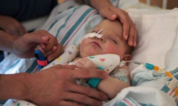 科学家在老鼠体内培养替代器官用于器官移植