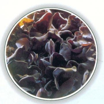 营养师每天必吃的8种养生食物