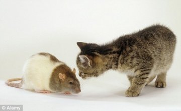 弓形虫可操控寄生老鼠大脑不怕猫
