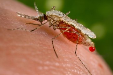 BMJ：埃博拉并不是唯一一件需要WHO特别关注的突发公共卫生事件