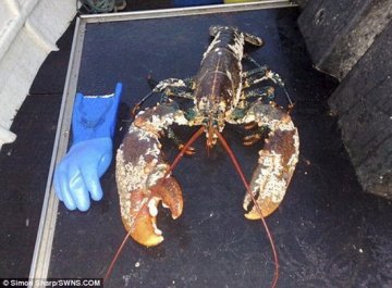 男子钓到身长1米百岁龙虾