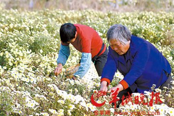 1吨涉嫌打磺菊花惊现清平市场 或出江苏射阳