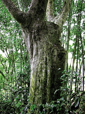 沉香有价：港去年被非法砍伐168株