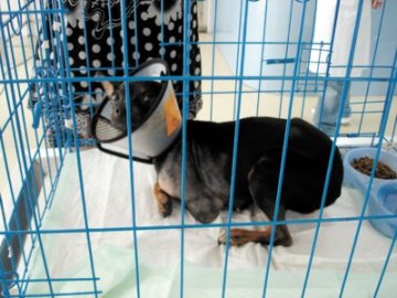 小狗被剁断前肢遗弃续：爱心人士争相领养