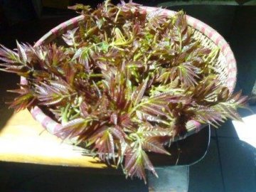三种怪味食物保护女性健康