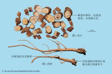 柴胡（Chaihu）中药材鉴别照片