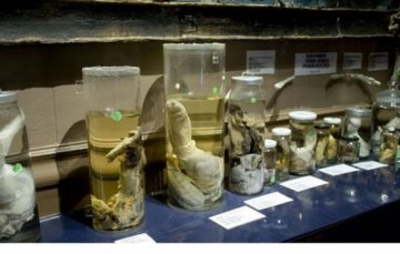 瞠目结舌：围观冰岛雄性生殖器博物馆