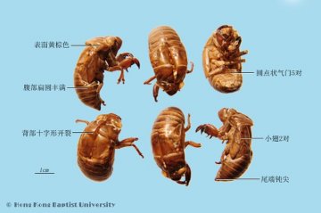 蝉蜕（Chantui）中药材鉴别照片