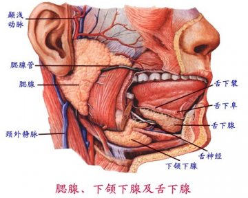 腮腺，下颌下腺、舌下腺