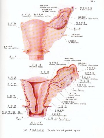 女性内生殖器