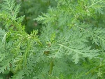 军医谈青蒿素类药物治疗间日疟疾进展