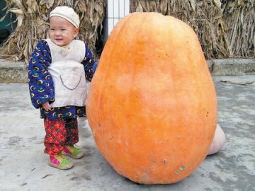 重庆出现72公斤南瓜 高80厘米