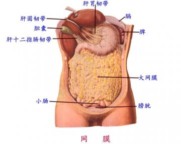 网膜