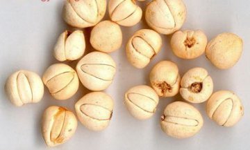 贝母有三种 止咳别用错