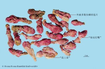 款冬花（Kuandonghua）中药材鉴别相册