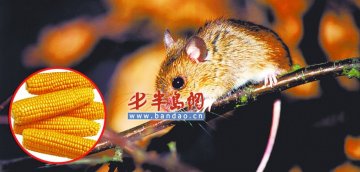 网传山西老鼠大量减少 疑与“转基因粮食”有关