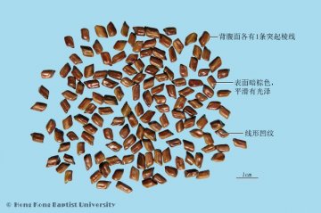 决明子（Juemingzi）中药材鉴别照片
