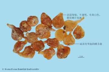 薤白（Xiebai）中药材鉴别相册
