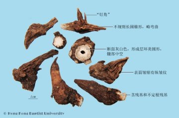 草乌（Caowu）中药材鉴别照片