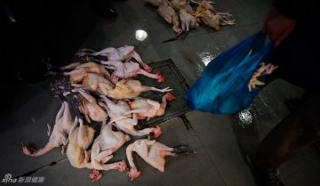 3、2万余只禽鸟及排泄物都进行了无害化处理