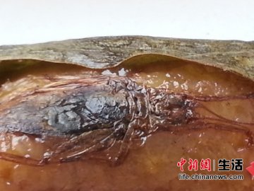 云鹤牌粽子吃出蟑螂？厂家称不可能有完整动物尸体