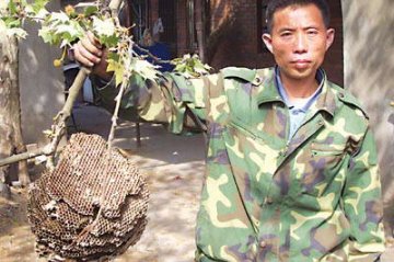 居民悬赏捅马蜂窝续：民工将其排除称可作药材