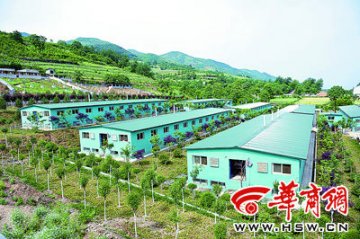 西安生态猪喝山泉听音乐 一斤肉售价60元