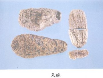 天麻（Tianma）Rhizomn Gastrodiae