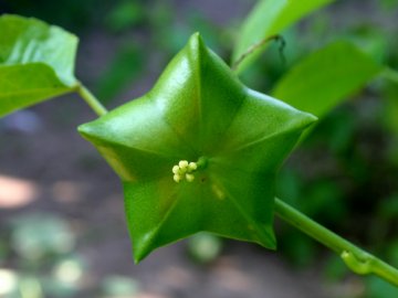 版纳植物园完成星油藤种子发育不同时期的转录组分析