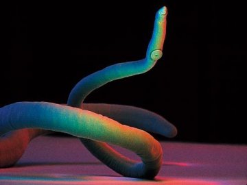 4.血吸虫