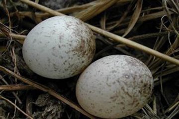 食疗养生：男人应知的16种壮阳食物