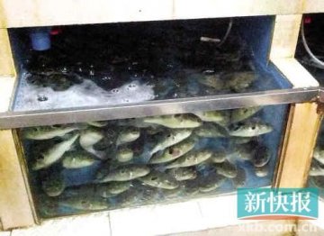 广州食药监局：食用人工养殖河豚鱼有中毒风险