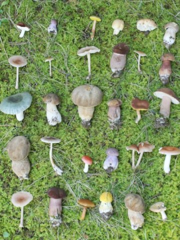 毒蘑菇