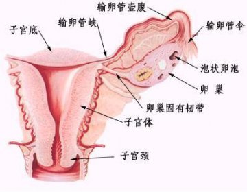 女性生殖系统解剖